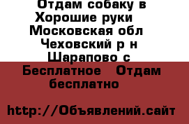 Отдам собаку в Хорошие руки. - Московская обл., Чеховский р-н, Шарапово с. Бесплатное » Отдам бесплатно   
